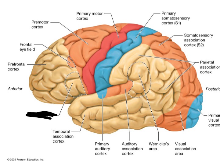 <p>Language production</p>