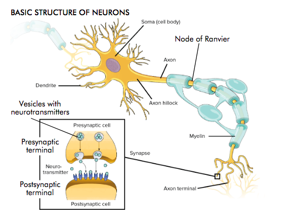 <p>soma- cell body dendrite axon hillock axon node of ranvier myelin axon terminal</p><p>inside synapse, vesicles with neurotransmitters, presnaptic terminal , neuro transmitter, postsnyaptic terminal</p>