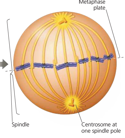 <p>Metaphase</p>