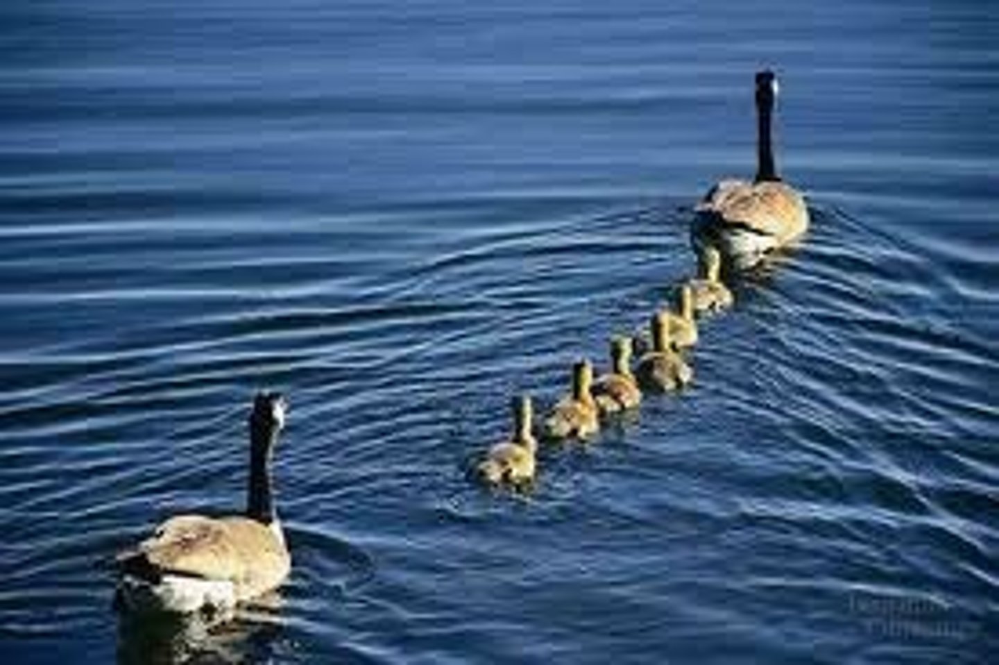 <p>= the idea that some species attach to the first moving object they see when they're born</p>