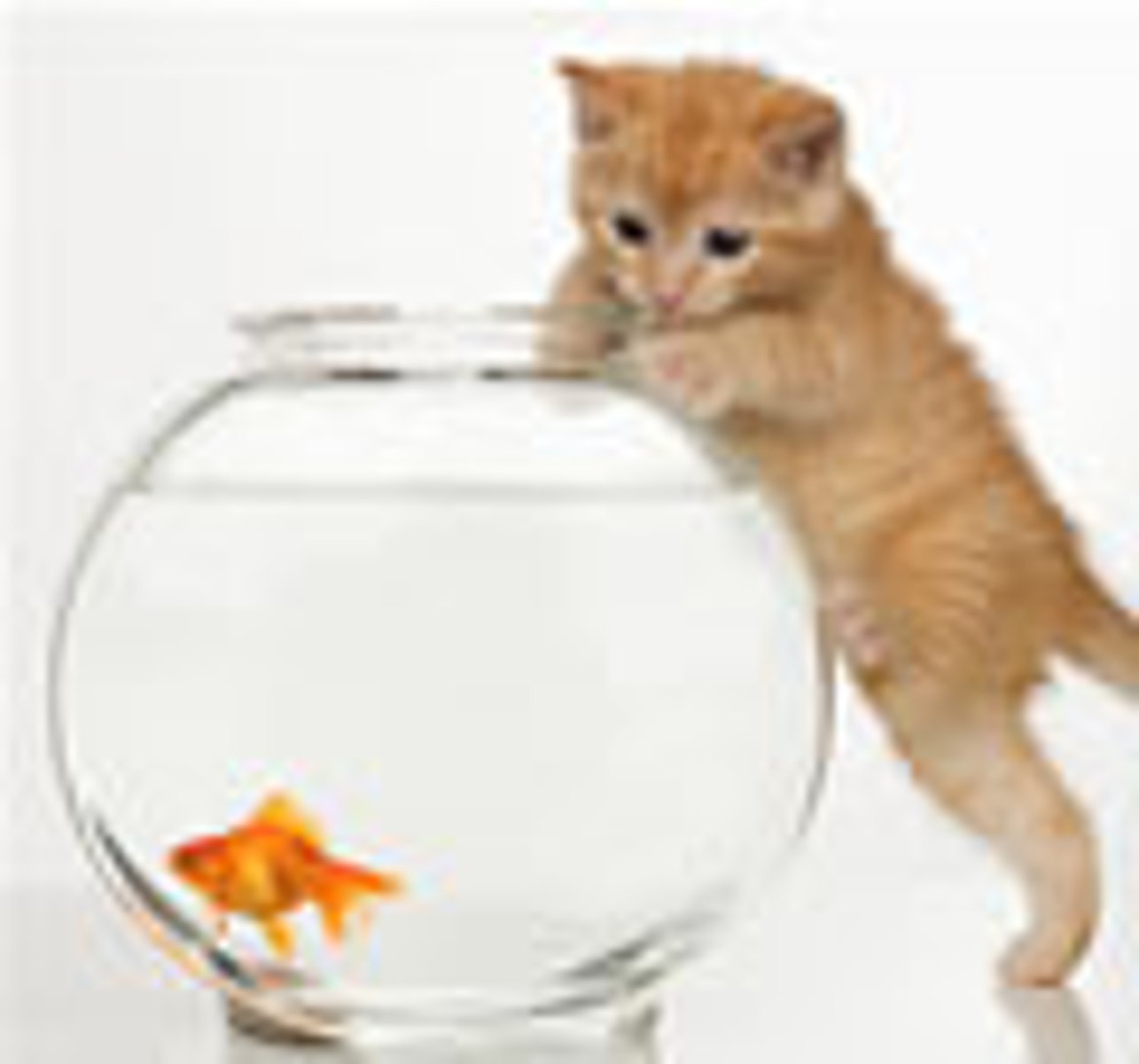 <p>wanting to know more about things</p>