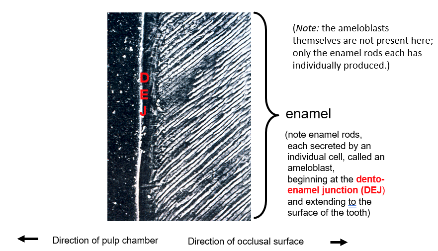 <p>ameloblast; dento-enamel junction</p>