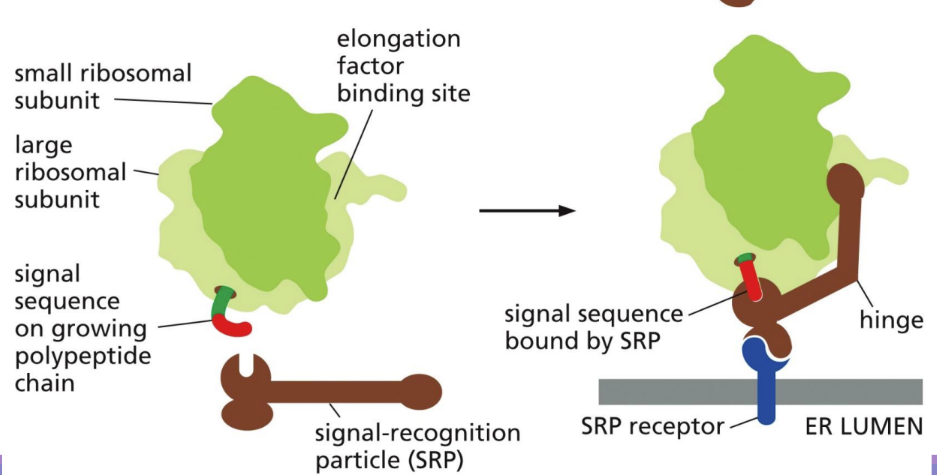 <p><span> guides signal sequence to ER translocator and SRP receptor (integral membrane protein on ER membrane – in blue)&nbsp;</span></p><ul><li><p class="Paragraph SCXW180765929 BCX0" style="text-align: left"><span>Has a signal sequence binding site lined with methionine (flexible) allowing it to accommodate many signal sequences&nbsp;</span></p></li></ul><ul><li><p class="Paragraph SCXW180765929 BCX0" style="text-align: left"><span>One end binds to signal sequence &amp; other blocks E site (stopping translation)&nbsp;</span></p><ul><li><p class="Paragraph SCXW180765929 BCX0" style="text-align: left"><span>ONLY USED IN CO-TRANSCRIPTIONAL TRANSLOCATION&nbsp;</span></p></li></ul></li></ul><ul><li><p class="Paragraph SCXW180765929 BCX0" style="text-align: left"><span>Contains an RNA and 6 protein subunits&nbsp;</span></p></li></ul><ul><li><p class="Paragraph SCXW180765929 BCX0" style="text-align: left"><span>Rod-like shape that wraps around the large ribosomal subunit &nbsp;</span></p></li></ul><p></p>