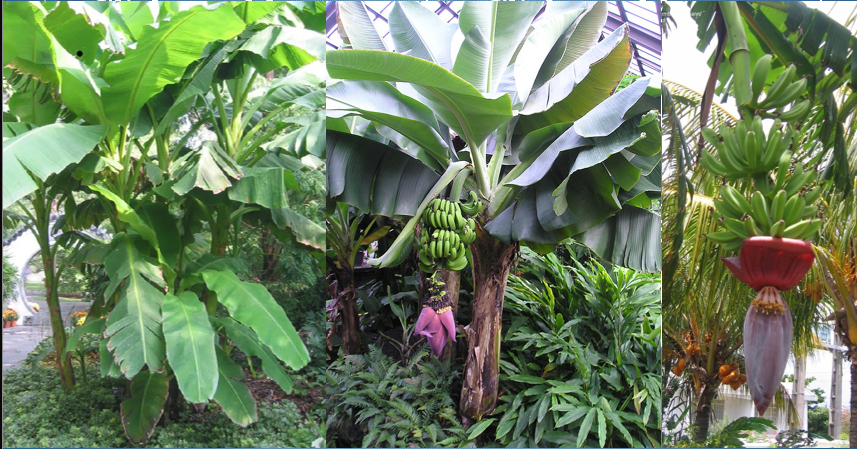 <p>Banana</p>