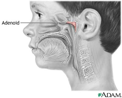 <p><span>on the posterior wall of the nasopharynx</span></p>