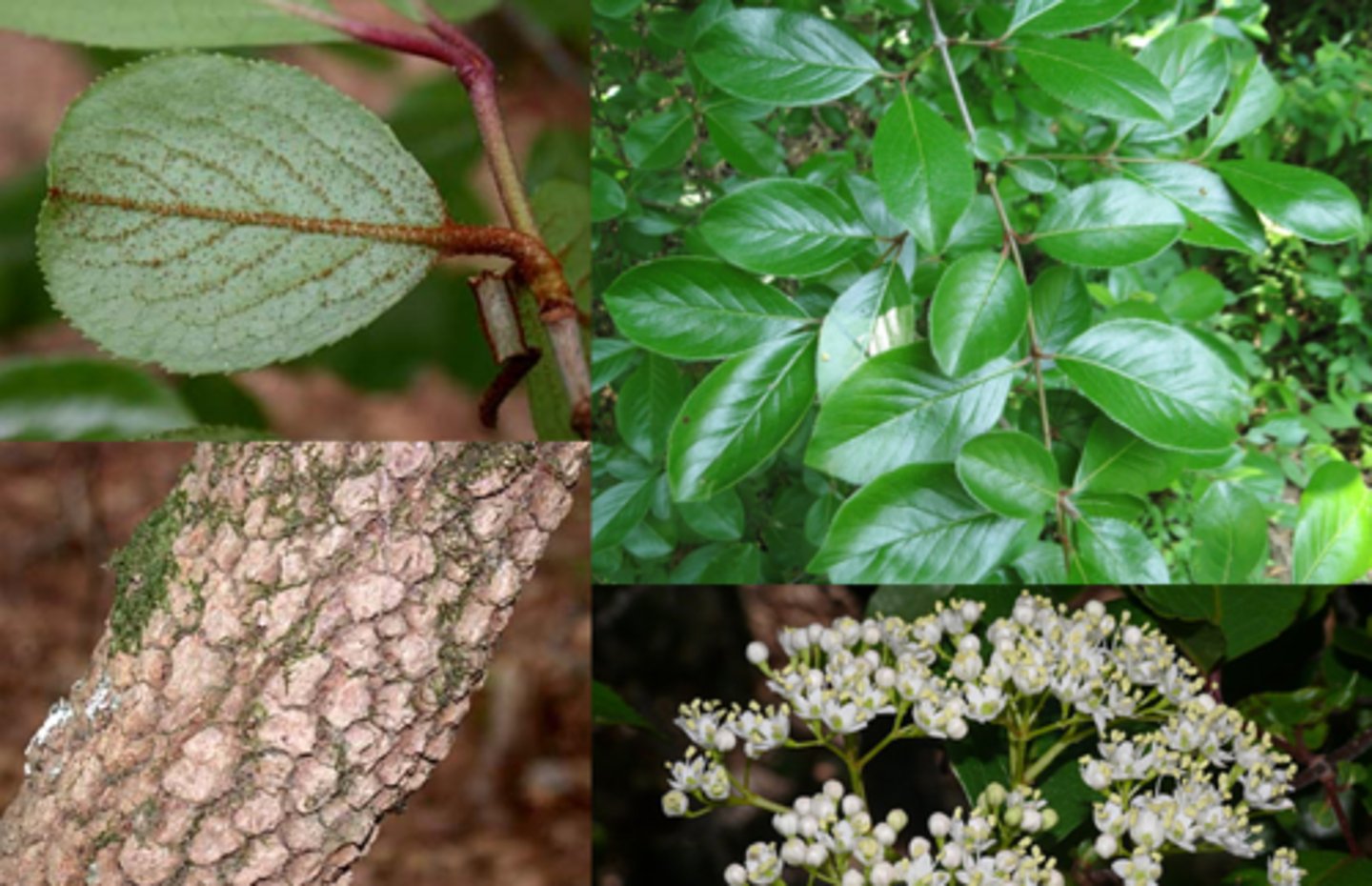 <p>rusty blackhaw</p><p>Family: Caprifoliaceae</p><p>- Orbicular opposite leaves, with red ones in the Fall</p><p>- Buds rust colored and rounder than blackhaw</p><p>- Alligator bark</p><p>- 18' at most</p>