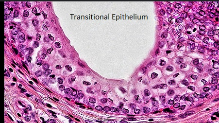 <ul><li><p><strong>Stretching &amp; recoiling:</strong> Surface cells <strong>change shape</strong> (dome-shaped → flat) when the organ fills.</p></li><li><p><strong>Barrier:</strong> Prevents urine (which is chemically harsh) from leaking into underlying tissues.</p></li><li><p><strong>Protection:</strong> Multiple layers of cells protect against mechanical stress from expansion.</p></li></ul><p>The skin can stretch, but thats because of elastic fibers.</p><p>Things that are made to stretch alot, like an erection are made of transitional epithelium</p>