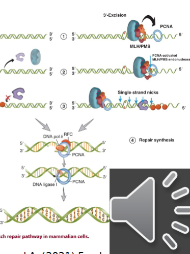 <p>PCNA is bound to 3’ nick</p><ul><li><p>ATP bound MSH sliding clamp associates with MLH/PMS and this complex diffuses along the DNA toward PCNA</p></li><li><p>interaction between MSH-MLH/PMS and PCNA activates the endonuclease activity of MLH/PMS</p></li><li><p>active MLH/PMS endonuclease introduces multiple single strand breaks in the 5’ direction from 3’ end</p></li><li><p>these nicks act as substrates for the EXO1 5’ exonuclease → repeated until the mismatch is release and no more MSH sliding clamps are loaded</p></li><li><p>once mismatched strand is excised the new DNA can be made by pol-delta and its associated factors</p></li><li><p>ligase I seals the nick by forming the last phosphodiester bond</p></li></ul><p></p>