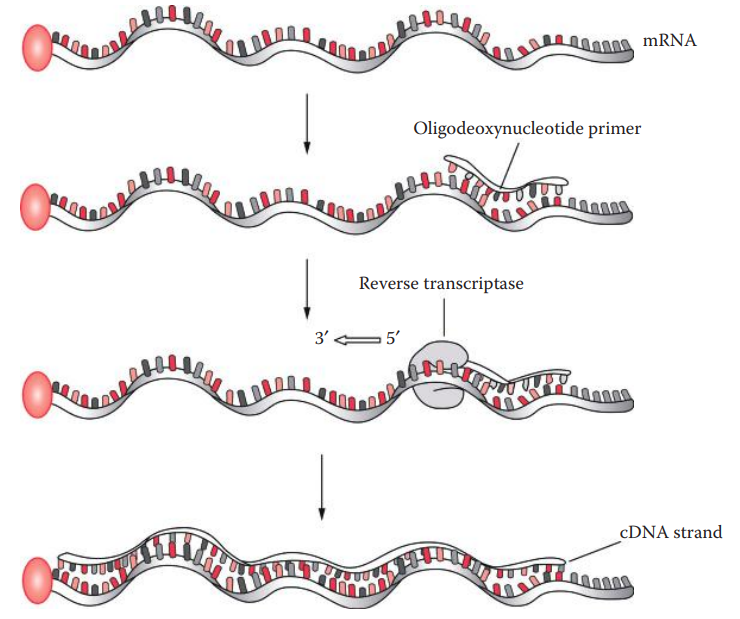 cDNA synthesis. The synthesis of a DNA strand transcribed from mRNA can be carried out using a primer and reverse transcriptase.