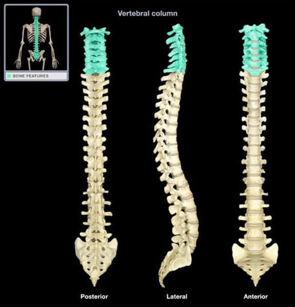 <p>C1-C7; first set of seven bones, forming the neck</p>