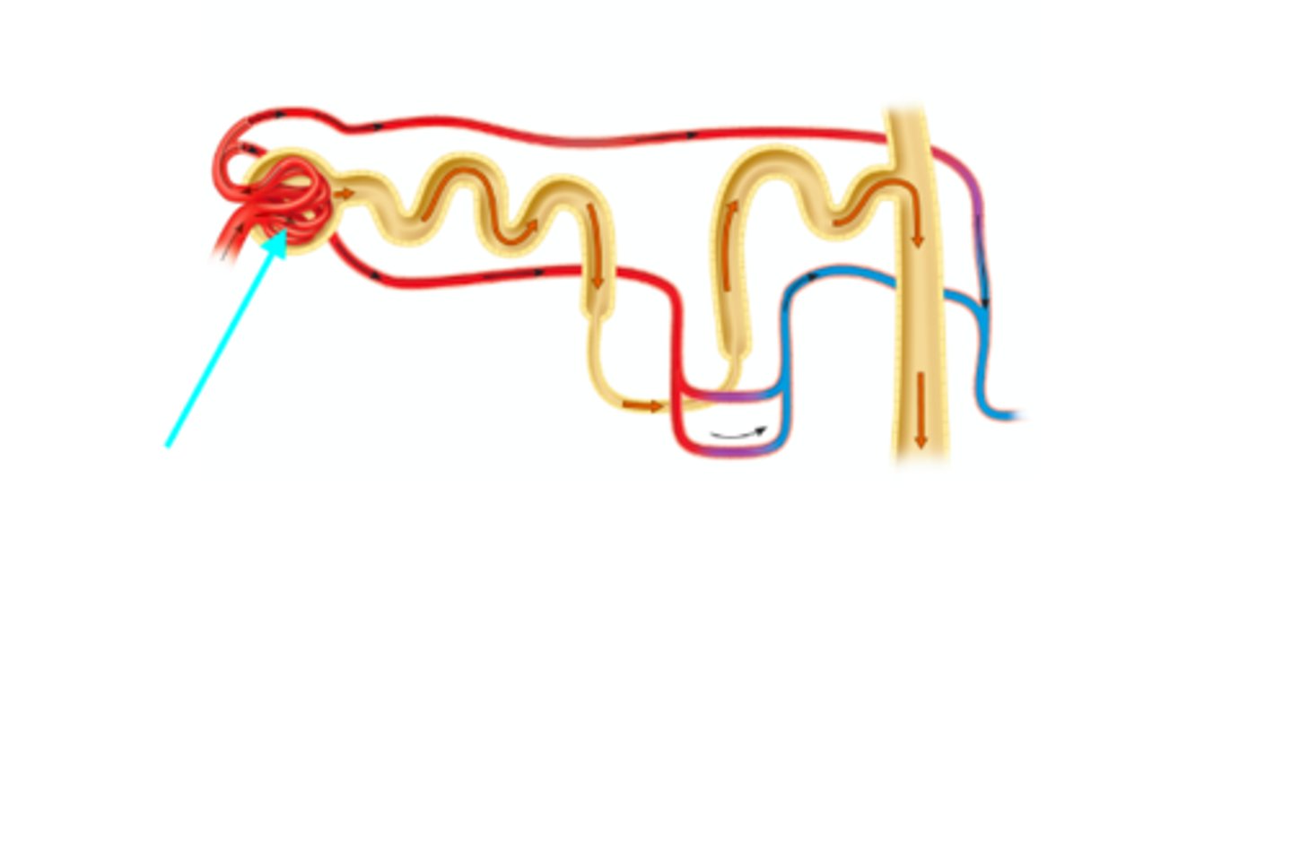 <p>What structure of the kidneys is the blue arrow pointing at?</p>