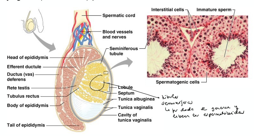 <p>En los túbulos seminíferos de los testículos</p>