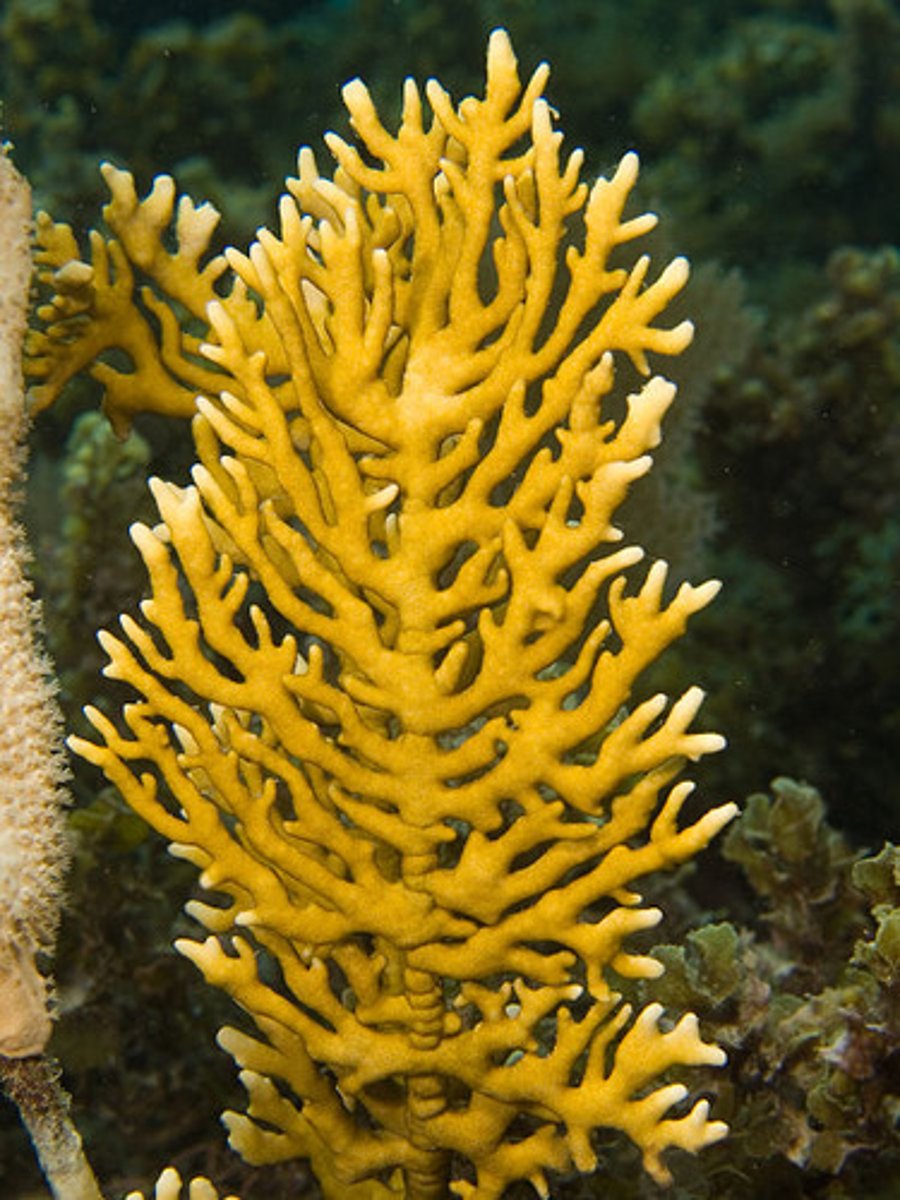 <p>fire corals</p>