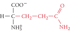 <p>Gln, Q</p><ul><li><p>polar- uncharged</p></li><li><p>hydrogen bonding</p></li></ul><p></p>
