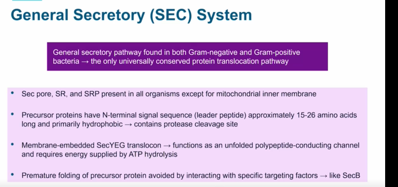 <p><strong>Gram pos bact</strong>: Mature protein folds as it emerges through SecYEG channel —> released to surface of bact or directly into medium.</p><p><strong>Gram neg bact: </strong>Protein folds in periplasmic space and remains there or transported across outer membrane via additional mechanisms.</p><p>Two main Routes: post trans and cotrans </p><p><strong>Post Translation:</strong> SecB-mediated in E.coli and most common mech in bact. These pores or lower in prokaryotes vs eukaryotes = slow translocation rates. </p><p><strong>Co Translation: </strong>SRP mediates the translocation. Common in eukaryotes and haloarchaea but not so common in bacteria. </p>