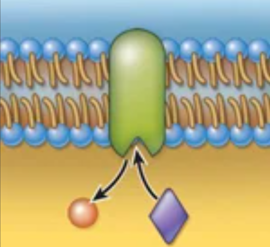 <p>Structure and function</p>