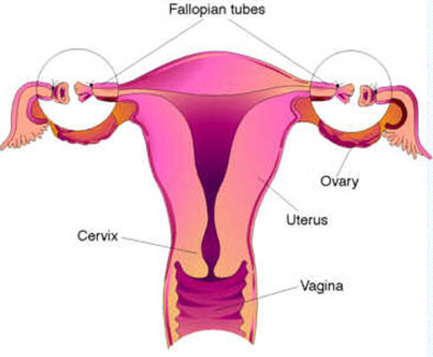 <p>a surgical sterilization procedure in which the fallopian tubes are sealed or cut to prevent sperm from reaching a mature ovum</p>