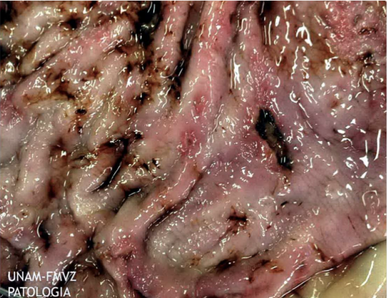 <p><strong>Describe what you can see in the macroscopic image of this stomach.</strong></p>