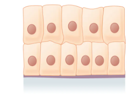 <p>What is the layer and shape of this epithelium? </p>