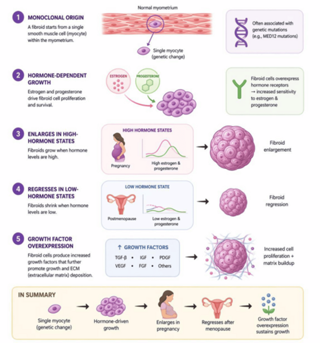 <p>They are benign monoclonal tumors arising from the smooth muscle cells of the myometrium.</p>