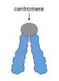 <p>What type of chromosome is this?</p>