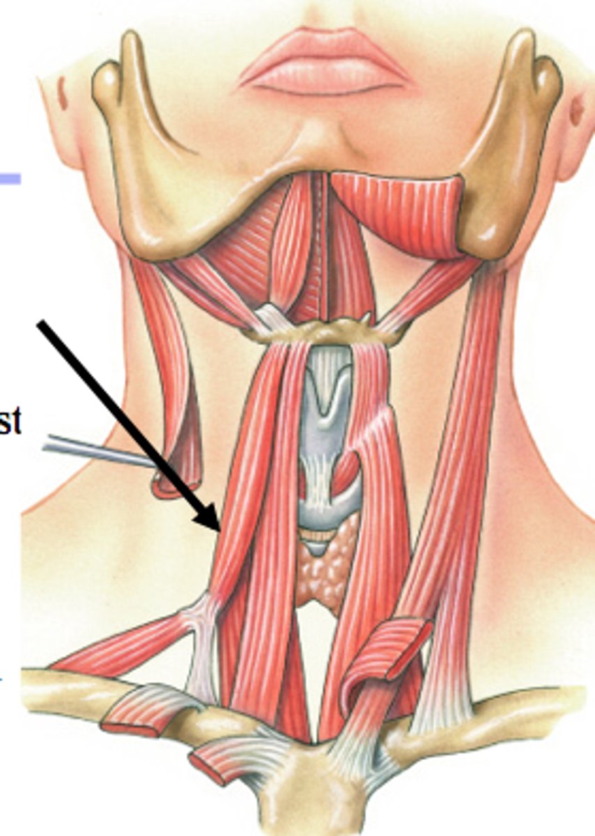 <p>Pulls downward on the hyoid bone</p>