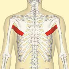 extensor and adductor of the arm
