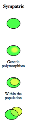 <p>when a population becomes reproductively isolated without any physical isolations withing the habitat.</p>