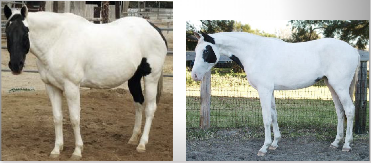 <p>What shade of white coloring is this horse?</p>