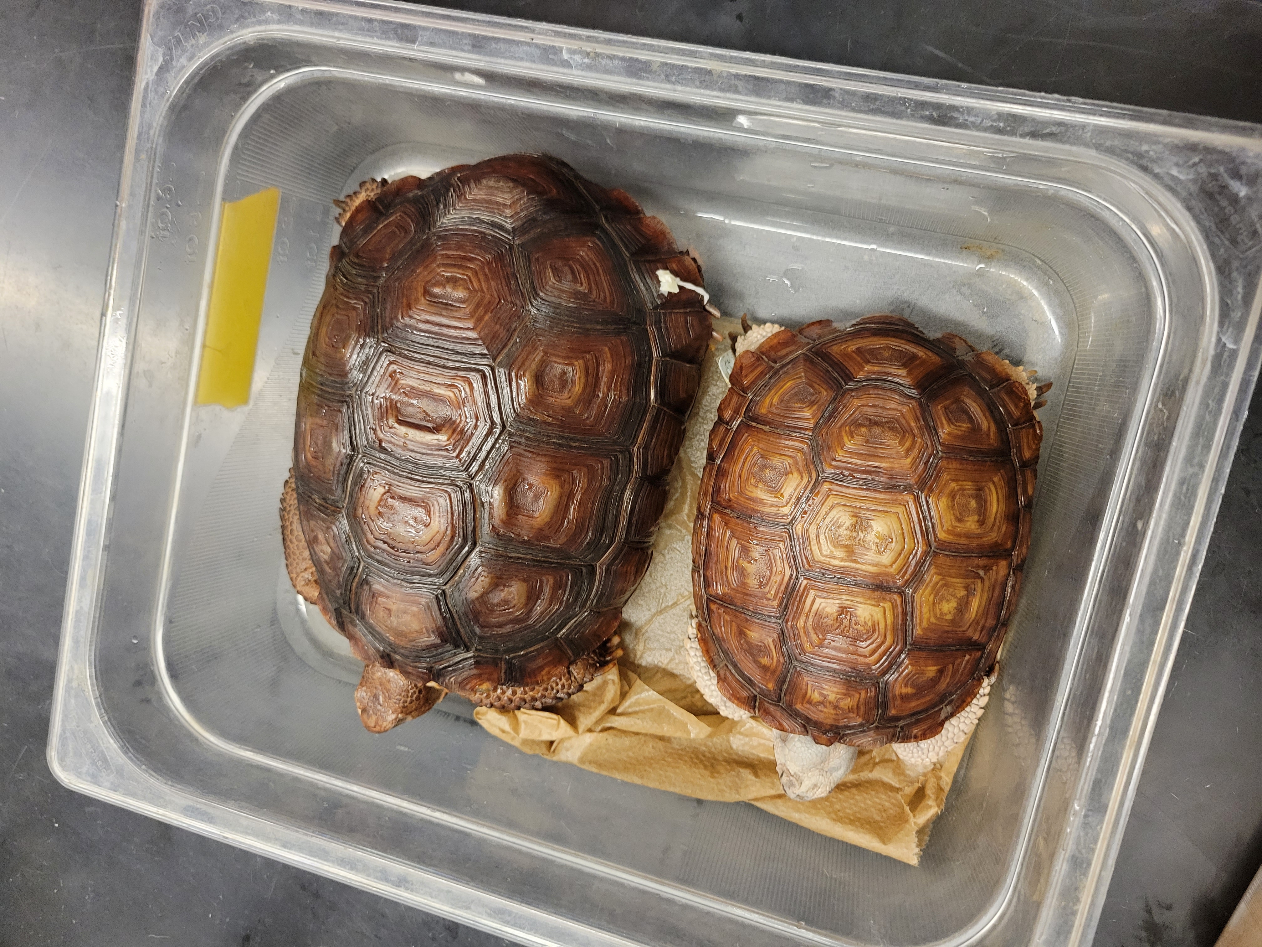 <p>Mohave Desert Tortoise<br><br>Represents tortoises occurring east and south of the Colorado River in Arizona, and western Mexico. Species split based on molecular, morphological, physiological, and ecological data.</p>