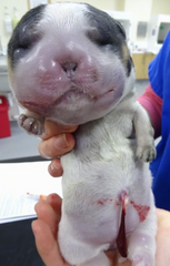 <p>This condition of the fetus can be a cause of dystocia, what is it called?</p>