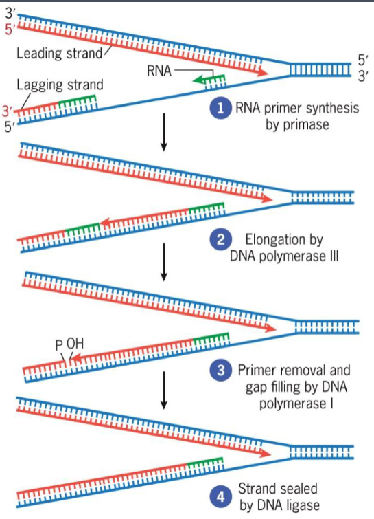 <ul><li><p>small DNA segments</p></li><li><p>constructs lagging strand</p></li><li><p>uses DNA ligase to join into continuous strand</p></li></ul><p></p>