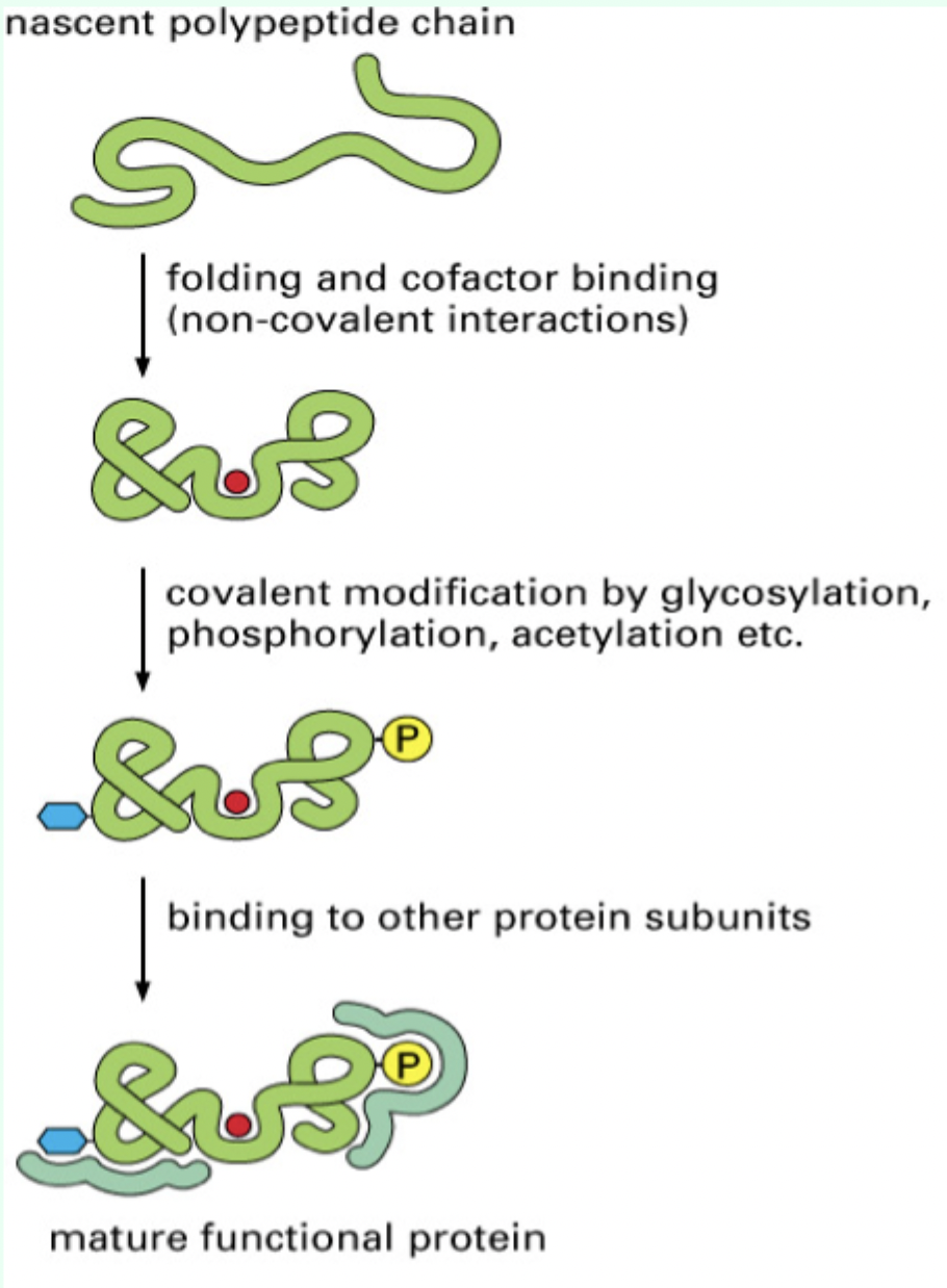 <p>A <strong>polypeptide adopts its native, compact, functional 3D structure.</strong></p>