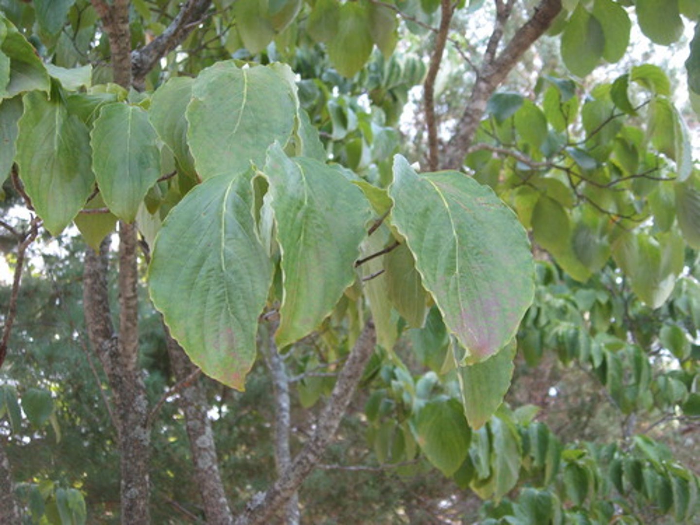 <p>Opposite, simple leaves with curved veins; showy white bracts around flowers; HMF.</p>