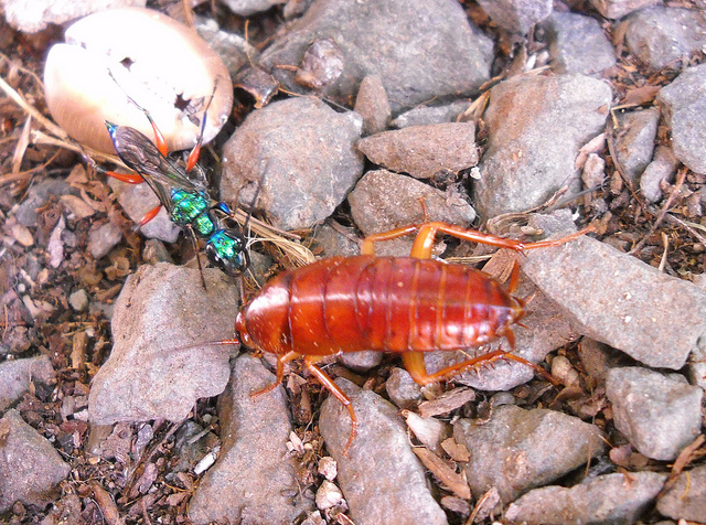 <p>Parasitism is a symbiotic relationship between a parasite and it’s host where the parasite benefits in terms of energy and/or nutrients and the host is harmed as a result of the loss of these resources. For example, the emerald cockroach wasp (Ampulex compressa) parasitises the American cockroach (Periplaneta americana)</p><p>DELETE WHEN MErge</p>
