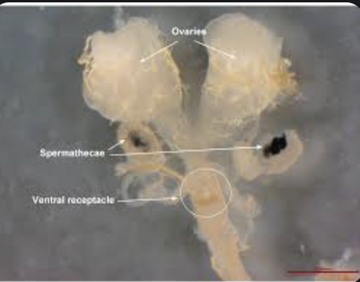 <p>Storage sac in female reproductive tract that holds sperm for later fertilization.</p>