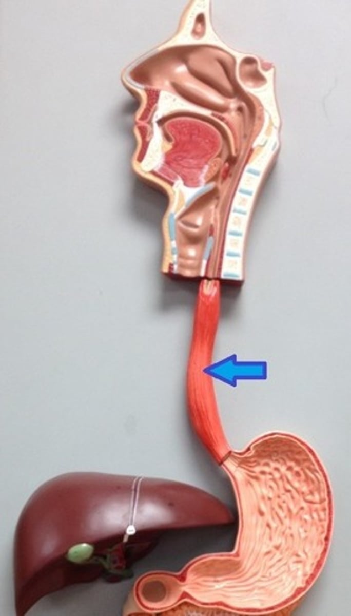 <p>A muscular tube that connects the mouth to the stomach.</p>