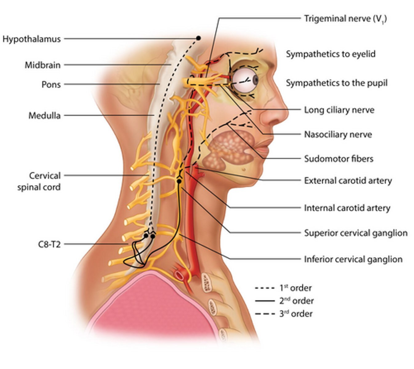 <p>Descend ipsilaterally</p><p>Terminate in intermediolateral cell column</p><p>Synapse in ciliospinal center of Budge</p>