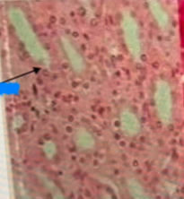 <p>What tissue is this?</p>