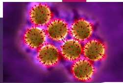 <p>double-stranded RNA virus from Reoviridae family </p><p>wheel-like appearance </p>