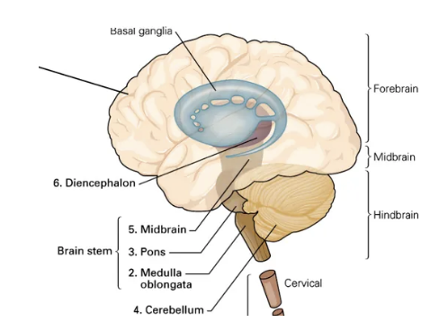 <p>thalamus, hypothalamus</p>