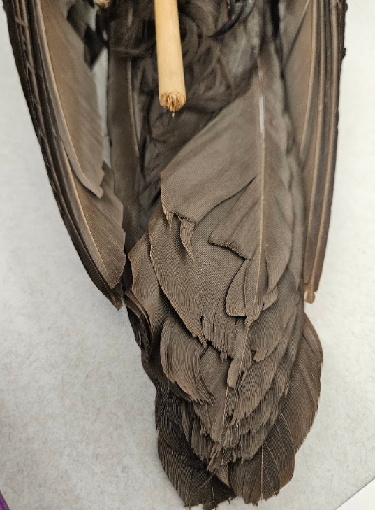 <p>stiff and lack branching structures that serve as protection</p>