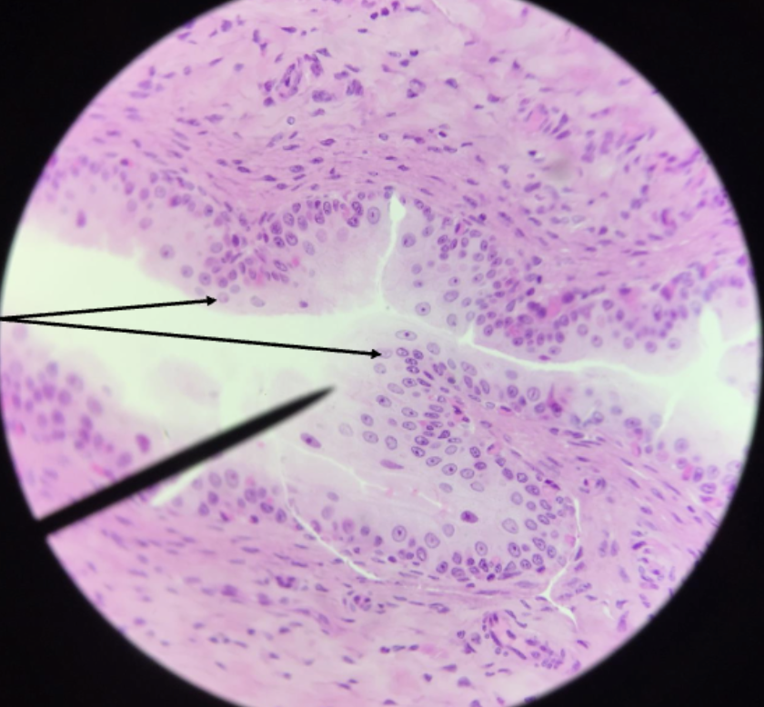 <ol><li><p><strong>Name this tissue type</strong></p></li><li><p><strong>Explain it’s function.</strong></p></li></ol><p></p>