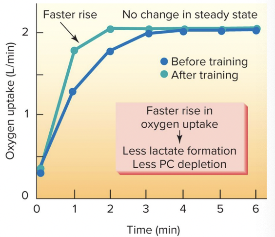 <p>VO2max = HR max x SVmax x (a-vO2) max </p><ul><li><p>increases COmax due to increase in SVmax (HR max dependent on age) </p></li><li><p>increase a-vO2 diff (genetics role most apparent) and faster rise in oxygen uptake at onset of exercise with less disruption of homeostasis </p><ul><li><p>volume of mitochondria, # capillaries, # enzymes involved in production of ATP via aerobic pathways </p></li></ul></li></ul><p></p>