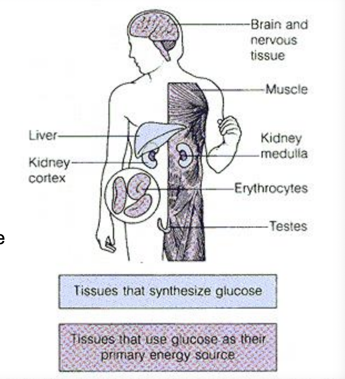 <p>Gluconeogensis in terms of how much needed in body</p>