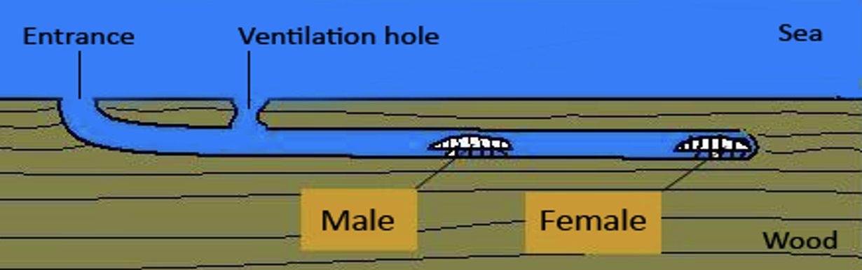 <p>Characteristics of gribbles</p>