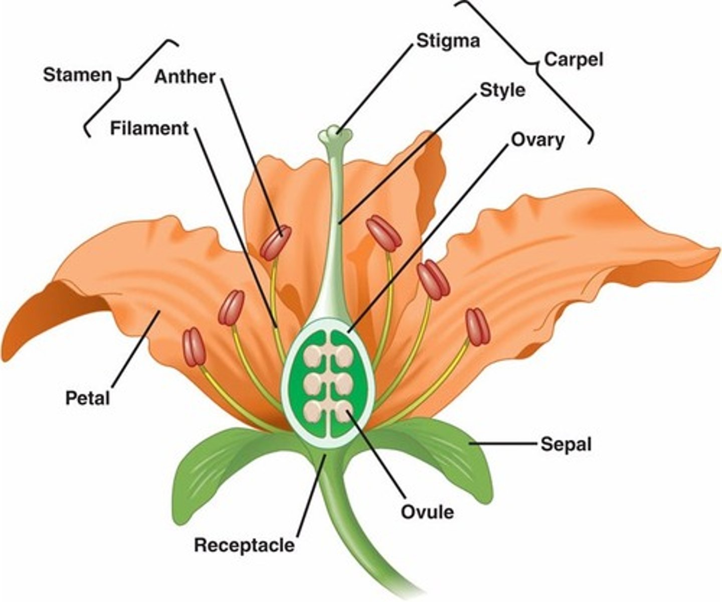 <p>In flowers, the portion of a carpel in which the egg-containing ovules develop. Ovary usually results in fruit</p>