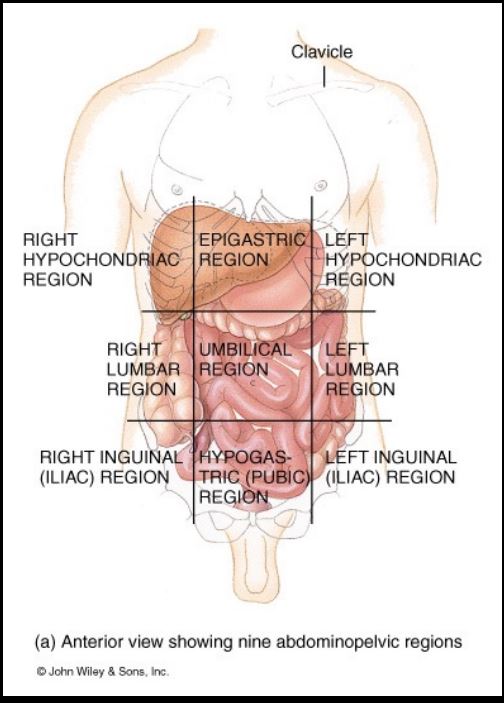 <p>R/L hypochondriac region , R/L Lumbar region, R/L inguinal region, epigastric , umbilical, hypogastric. </p>