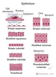 <p>Epithelial Tissue</p>