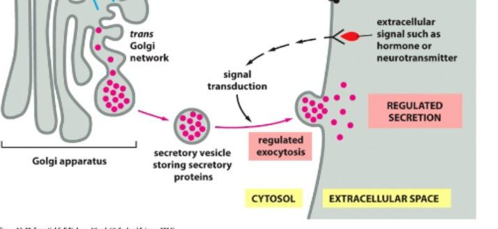 <ul><li><p>Specialized secretory cells</p></li><li><p>Stored in vesicles wating for signal</p></li><li><p>Released only when triggered</p></li><li><p>Example: insulin release</p></li></ul><p></p>